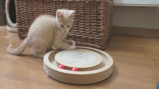 Foster kitten's very first experience in new home