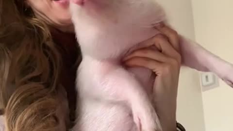 Latest version of the year|Cute and interesting baby pig|Interesting pet dogs and cats