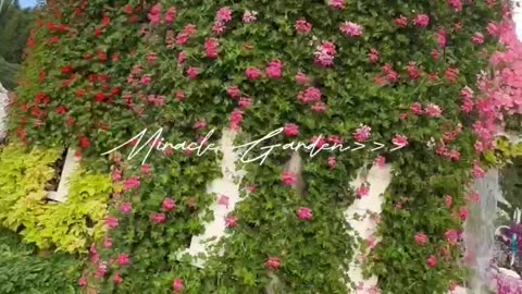 Miracle garden of dubai