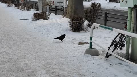Crow in winter