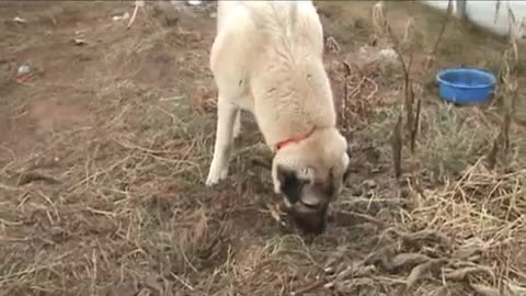 Kangal Dog - 8 months old