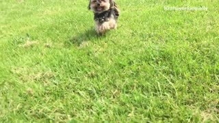 Yorkie runs on grass with plastic cowboy on back
