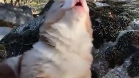 Cute Australian Shepherd Puppy Howling