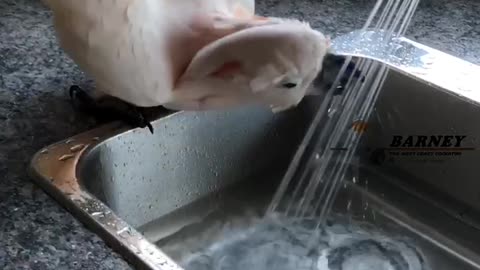Barney The Cockatoo Amazingly Takes A Sower All On His Own