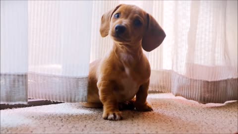 Funniest & Cutest Puppy- Funny Puppy Videos 2021 | Cute puppy Animal fast
