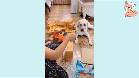 Cute and Funny Puppies and Smart Dogs Compilation 2021
