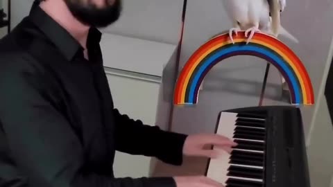 Parrot singing on piano