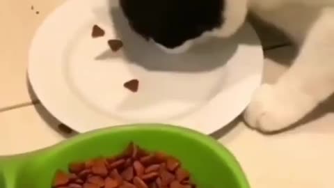Interesting Clip, Titled: "Cats With OCD"