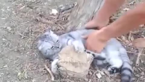 Cat Won't Let Go Of Tree Stump