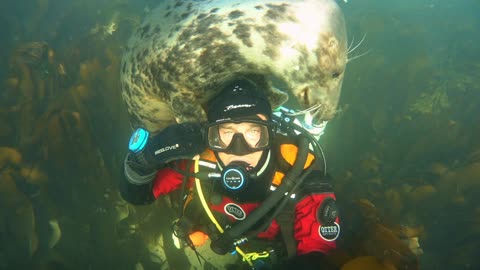 Seal Stops to Check Out Diver