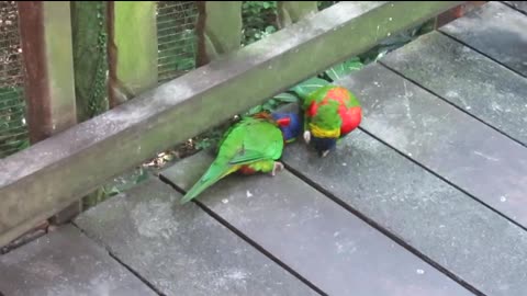 Birds Mating Dance - Trichoglossus haematodus