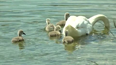 Baby swans enjoy bath with their mother