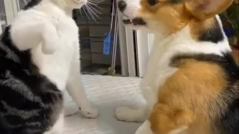 The cat and dog fight