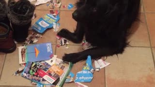 Black dog laying in pile of shredded papers