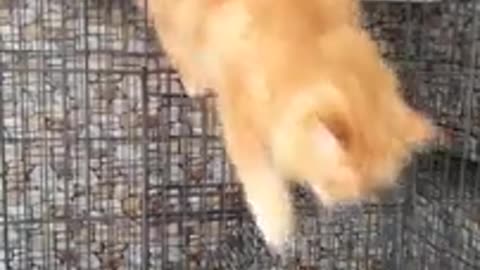 Jumping out of the cage _ Funny Cat Video @Budi Sukoco 🐈