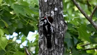 Woodpecker Going in into it's Nest Hole