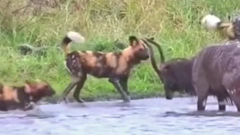 The poor antelope was flanked by wild dogs and hippos