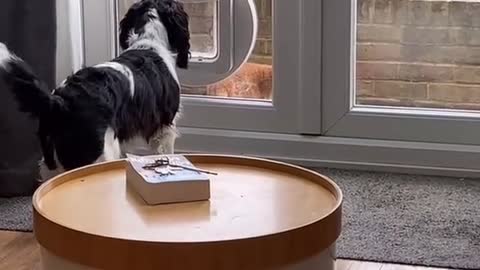 Doggy Curious About Cat Using Pet Door