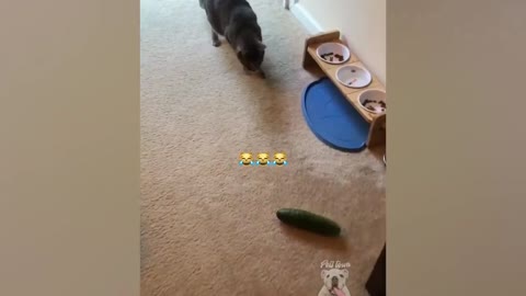 Cat scared od cucumber Funny