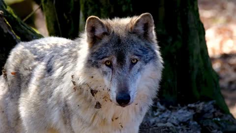 Lobo e suas características/animais