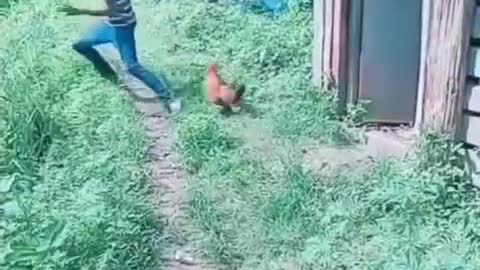 Hen attack to boy in run # fun