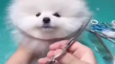 This puppy getting a haircut