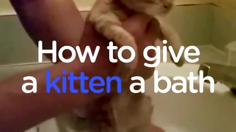 How To Give A Kitten A Bath