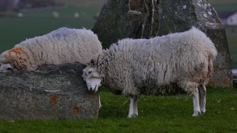 Sheep fighting