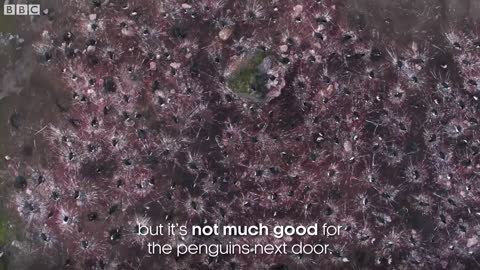 Penguins Might be Cute, but They're Also Super Gross | Seven Worlds, One Planet | BBC Earth