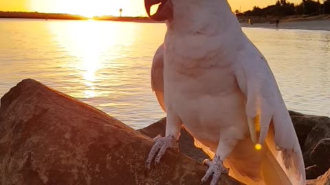 Cockatoo greets owner with magnificent sunset backdrop