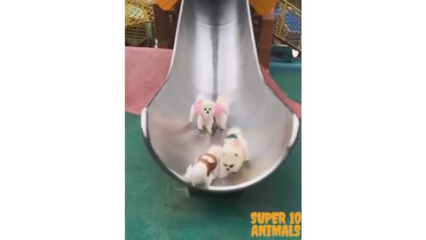 These dog are sliding down for you!