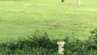 Groundhog Chases Dog Through His Own Backyard