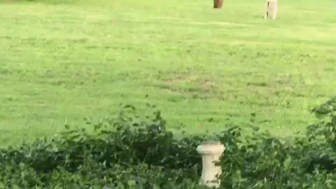Groundhog Chases Dog Through His Own Backyard