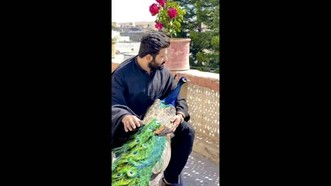 Man vs Peacock Friendship