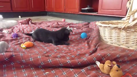 puppy playing with babble ball.