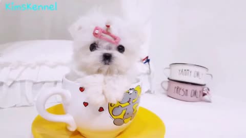 Micro teacup maltese puppy - Teacup puppies KimsKennelUS