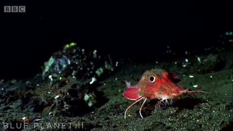 500 Hours In A Sub | Blue Planet II Behind The Scenes