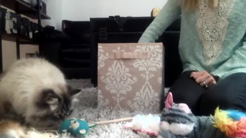 Playtime with Luna - Siberian Cat Toys