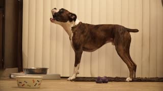 Boxer Pup begs to be fed