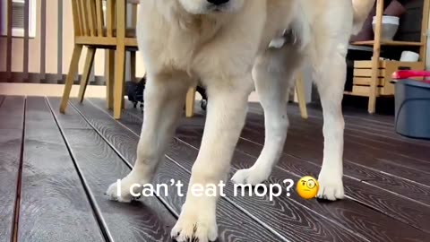 Dog Helps Mop!