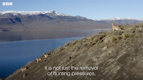 Pumas learn to share | Dynasties II | BBC Earth