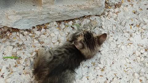 These two kittens never gets bored playing with each other all the time