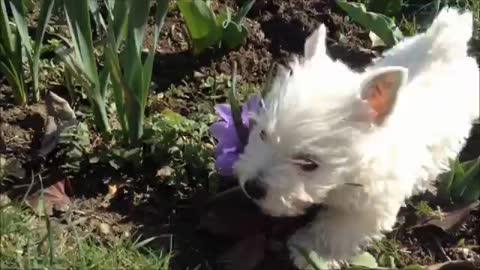 Cute puppy is trying to cut the flower