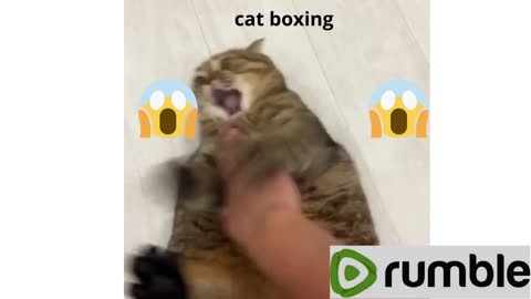 cat fighting