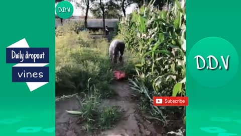 Try not to laugh chalenge ● Funny Videos 2019 ● Chinese People doing stupid things🤣2