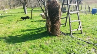 Playful Sheep Loves Chasing Puppy Pal