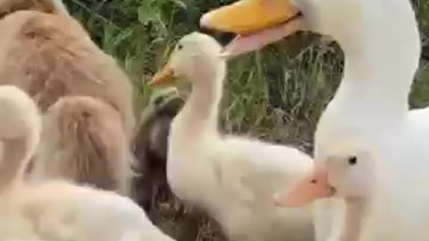 is the leader of the duck a kitten🦆