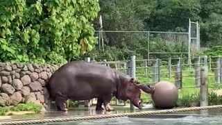 Hippo sprays poop all around