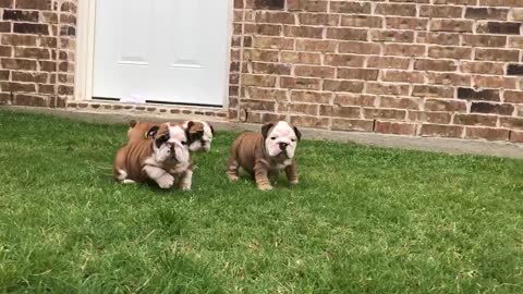 English Bulldog Puppies