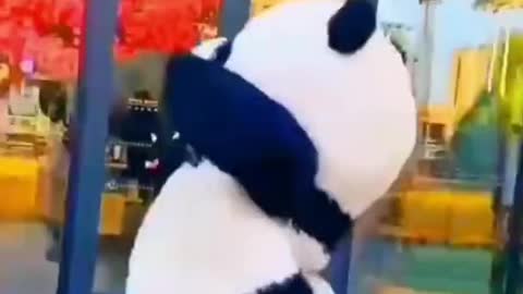 Funny panda